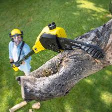 How Our Tree Care Process Works  in  Grandview, OK