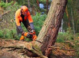 Best Tree Mulching  in Grandview, OK