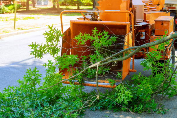 Best Tree Disease Treatment  in Grandview, OK
