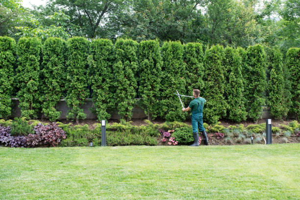 Grandview, OK Tree Services Company