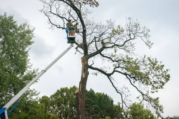  Grandview, OK Tree Services Pros