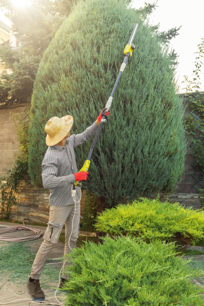 Best Root Management and Removal  in Grandview, OK